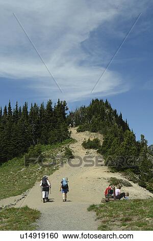 Mt. Rainier National Park, WA, Washington, Mount Rainier, hiking trail above Sunrise View Large Photo Image Stock Image - Mt. Rainier National Park, WA, Washington, Mount Rainier, hiking trail above Sunrise. Fotosearch