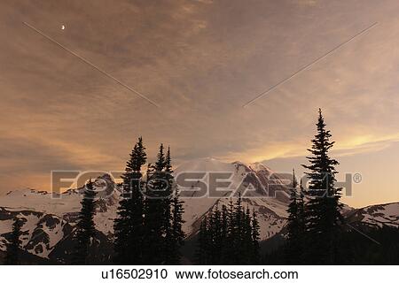 Mt. Rainier National Park, WA, Washington, Mount Rainier, Sunrise, sunset View Large Photo Image Stock Image - Mt. Rainier National Park, WA, Washington, Mount Rainier, Sunrise, sunset. Fotosearch
