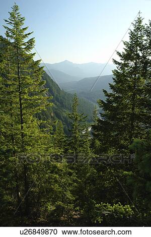 Mt. Rainier National Park, WA, Washington, Mount Rainier, Ricksecker Point View Large Photo Image Stock Image - Mt. Rainier National Park, WA, Washington, Mount Rainier, Ricksecker Point. Fotosearch