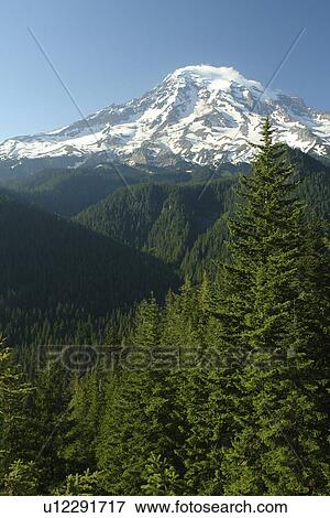 Mt. Rainier National Park, WA, Washington, Mount Rainier, Ricksecker Point View Large Photo Image Stock Photo - Mt. Rainier National Park, WA, Washington, Mount Rainier, Ricksecker Point. Fotosearch