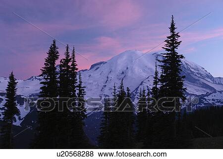 Mt. Rainier National Park, WA, Washington, Mount Rainier, Sunrise, sunset View Large Photo Image Stock Photo - Mt. Rainier National Park, WA, Washington, Mount Rainier, Sunrise, sunset. Fotosearch