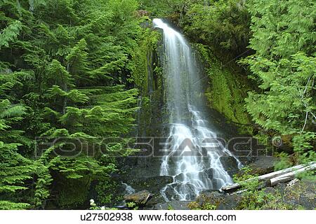 Mt. Rainier National Park, WA, Washington, Waterfalls, Stevens Canyon View Large Photo Image Stock Photo - Mt. Rainier National Park, WA, Washington, Waterfalls, Stevens Canyon. Fotosearch