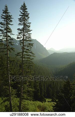 Stock Photo -  Mt. Rainier National Park, WA, Washington, . Fotosearch