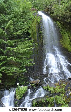 Mt. Rainier National Park, WA, Washington, Waterfalls, Stevens Canyon View Large Photo Image Stock Photograph - Mt. Rainier National Park, WA, Washington, Waterfalls, Stevens Canyon. Fotosearch