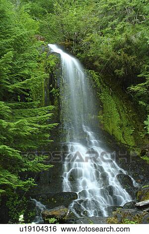 Mt. Rainier National Park, WA, Washington, Waterfalls, Stevens Canyon View Large Photo Image Stock Photograph - Mt. Rainier National Park, WA, Washington, Waterfalls, Stevens Canyon. Fotosearch