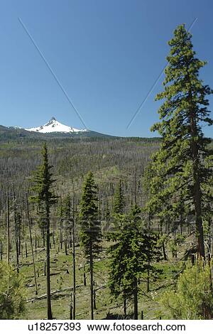 Stock Image -  Mt. Washington, OR, Oregon, Deschutes National Forest, Cascade Range, Cascade Volcanic Belt. Fotosearch