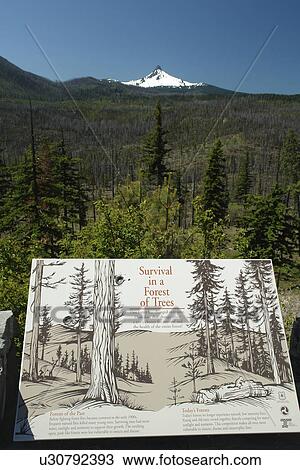 Mt. Washington, OR, Oregon, Deschutes National Forest, Cascade Range, Cascade Volcanic Belt, overlook View Large Photo Image Stock Image - Mt. Washington, OR, Oregon, Deschutes National Forest, Cascade Range, Cascade Volcanic Belt, overlook. Fotosearch
