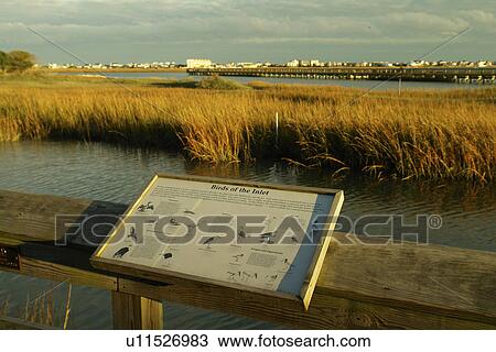 Myrtle Beach, SC, South Carolina, The Grand Strand, Murrells Inlet, interpretive sign, birds View Large Photo Image Stock Image - Myrtle Beach, SC, South Carolina, The Grand Strand, Murrells Inlet, interpretive sign, birds. Fotosearch