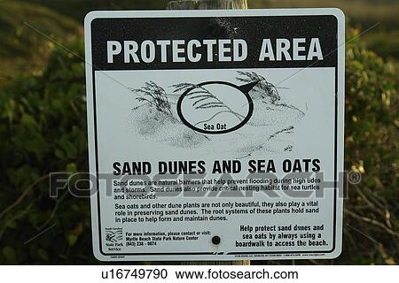 Myrtle Beach, SC, South Carolina, The Grand Strand, Protected Area sign, beach, Sand Dunes and Sea Oats View Large Photo Image Stock Image - Myrtle Beach, SC, South Carolina, The Grand Strand, Protected Area sign, beach, Sand Dunes and Sea Oats. Fotosearch