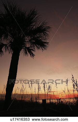 Myrtle Beach, SC, South Carolina, The Grand Strand, beach, sunrise, palm tree View Large Photo Image Stock Image - Myrtle Beach, SC, South Carolina, The Grand Strand, beach, sunrise, palm tree. Fotosearch