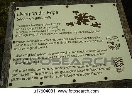 Stock Image -  Myrtle Beach, SC, South Carolina, The Grand Strand, Seabeach Amaranth, informative sign. Fotosearch