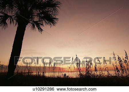 Stock Photograph -  Myrtle Beach, SC, South Carolina, The Grand Strand, beach, sunrise, palm tree. Fotosearch