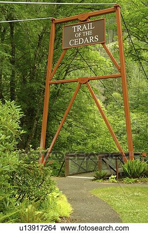 Picture -  Newhalem, WA, Washington, North Cascades, Okanogan National Forest, Ross Lake National Recreation Area, National Park Service Complex, Skagit River, Trail of Cedar. Fotosearch