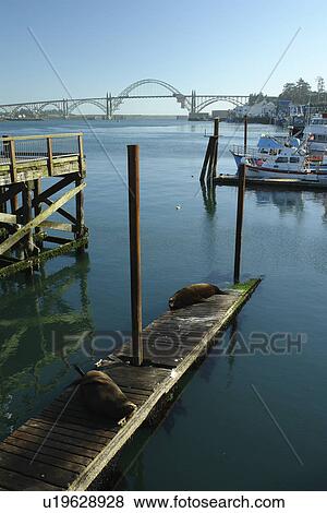 Newport, OR, Oregon, Pacific Ocean, Pacific Coast Scenic Byway, Rt Route, Highway 101, Yaquina Bay, Harbor, Marina View Large Photo Image Stock Photo - Newport, OR, Oregon, Pacific Ocean, Pacific Coast Scenic Byway, Rt Route, Highway 101, Yaquina Bay, Harbor, Marina. Fotosearch