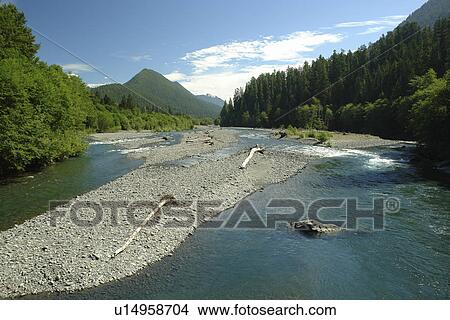 Picture -  Olympic National Park, WA, Washington, Pacific Ocean, Olympic Peninsula, Quinault River. Fotosearch