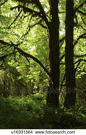 Olympic National Park, WA, Washington, Olympic Peninsula, Quinault Rain Forest, Maple Glade Nature Trail, Quinalt River Ranger Station View Large Photo Image Picture - Olympic National Park, WA, Washington, Olympic Peninsula, Quinault Rain Forest, Maple Glade Nature Trail, Quinalt River Ranger Station. Fotosearch