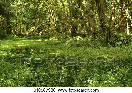 Olympic National Park, WA, Washington, Olympic Peninsula, Quinault Rain Forest, Maple Glade Nature Trail, Quinalt River Ranger Station View Large Photo Image Stock Image - Olympic National Park, WA, Washington, Olympic Peninsula, Quinault Rain Forest, Maple Glade Nature Trail, Quinalt River Ranger Station. Fotosearch
