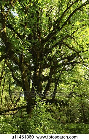 Olympic National Park, WA, Washington, Olympic Peninsula, Quinault Rain Forest, Maple Glade Nature Trail, Quinalt River Ranger Station View Large Photo Image Stock Image - Olympic National Park, WA, Washington, Olympic Peninsula, Quinault Rain Forest, Maple Glade Nature Trail, Quinalt River Ranger Station. Fotosearch