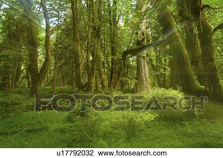 Olympic National Park, WA, Washington, Olympic Peninsula, Quinault Rain Forest, Maple Glade Nature Trail, Quinalt River Ranger Station View Large Photo Image Stock Image - Olympic National Park, WA, Washington, Olympic Peninsula, Quinault Rain Forest, Maple Glade Nature Trail, Quinalt River Ranger Station. Fotosearch