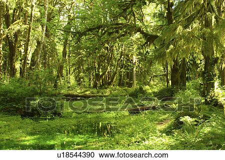 Olympic National Park, WA, Washington, Olympic Peninsula, Quinault Rain Forest, Maple Glade Nature Trail, Quinalt River Ranger Station View Large Photo Image Stock Image - Olympic National Park, WA, Washington, Olympic Peninsula, Quinault Rain Forest, Maple Glade Nature Trail, Quinalt River Ranger Station. Fotosearch