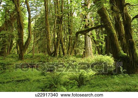 Olympic National Park, WA, Washington, Olympic Peninsula, Quinault Rain Forest, Maple Glade Nature Trail, Quinalt River Ranger Station View Large Photo Image Stock Image - Olympic National Park, WA, Washington, Olympic Peninsula, Quinault Rain Forest, Maple Glade Nature Trail, Quinalt River Ranger Station. Fotosearch