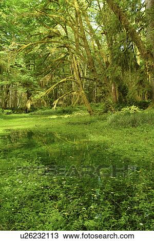 Olympic National Park, WA, Washington, Olympic Peninsula, Quinault Rain Forest, Maple Glade Nature Trail, Quinalt River Ranger Station View Large Photo Image Stock Image - Olympic National Park, WA, Washington, Olympic Peninsula, Quinault Rain Forest, Maple Glade Nature Trail, Quinalt River Ranger Station. Fotosearch