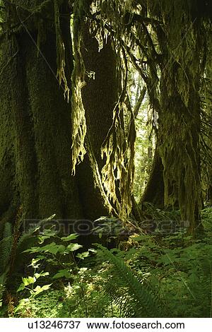 Olympic National Park, WA, Washington, Olympic Peninsula, Quinault Rain Forest, Maple Glade Nature Trail, Quinalt River Ranger Station View Large Photo Image Stock Photo - Olympic National Park, WA, Washington, Olympic Peninsula, Quinault Rain Forest, Maple Glade Nature Trail, Quinalt River Ranger Station. Fotosearch