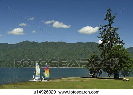 Olympic National Park, WA, Washington, Pacific Ocean, Olympic Peninsula, Lake Quinault, Lake Quinault Lodge View Large Photo Image Stock Photo - Olympic National Park, WA, Washington, Pacific Ocean, Olympic Peninsula, Lake Quinault, Lake Quinault Lodge. Fotosearch