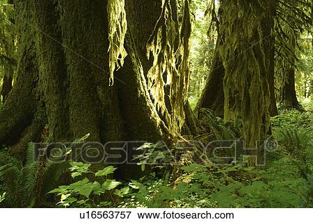 Olympic National Park, WA, Washington, Olympic Peninsula, Quinault Rain Forest, Maple Glade Nature Trail, Quinalt River Ranger Station View Large Photo Image Stock Photo - Olympic National Park, WA, Washington, Olympic Peninsula, Quinault Rain Forest, Maple Glade Nature Trail, Quinalt River Ranger Station. Fotosearch