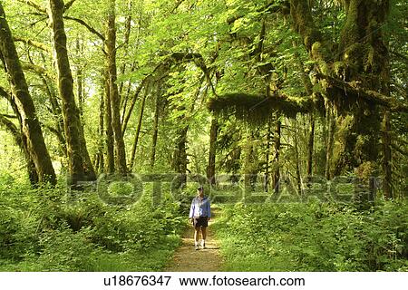 Olympic National Park, WA, Washington, Olympic Peninsula, Quinault Rain Forest, Maple Glade Nature Trail, Quinalt River Ranger Station View Large Photo Image Stock Photo - Olympic National Park, WA, Washington, Olympic Peninsula, Quinault Rain Forest, Maple Glade Nature Trail, Quinalt River Ranger Station. Fotosearch