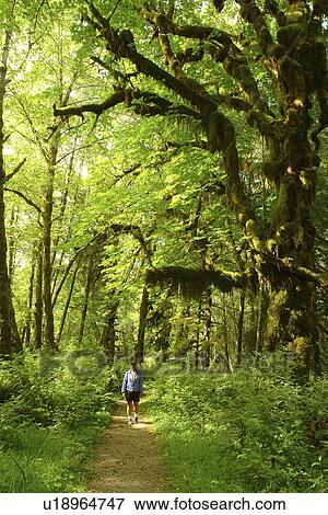 Olympic National Park, WA, Washington, Olympic Peninsula, Quinault Rain Forest, Maple Glade Nature Trail, Quinalt River Ranger Station View Large Photo Image Stock Photo - Olympic National Park, WA, Washington, Olympic Peninsula, Quinault Rain Forest, Maple Glade Nature Trail, Quinalt River Ranger Station. Fotosearch