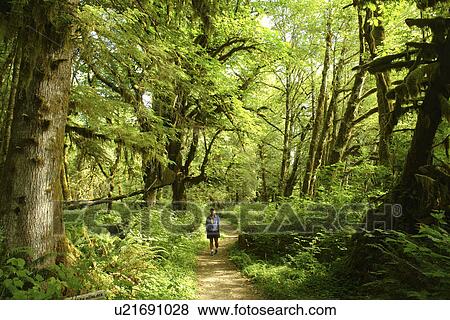 Olympic National Park, WA, Washington, Olympic Peninsula, Quinault Rain Forest, Maple Glade Nature Trail View Large Photo Image Stock Photo - Olympic National Park, WA, Washington, Olympic Peninsula, Quinault Rain Forest, Maple Glade Nature Trail. Fotosearch