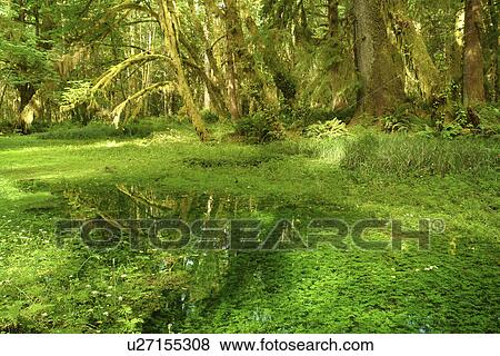 Olympic National Park, WA, Washington, Olympic Peninsula, Quinault Rain Forest, Maple Glade Nature Trail, Quinalt River Ranger Station View Large Photo Image Stock Photo - Olympic National Park, WA, Washington, Olympic Peninsula, Quinault Rain Forest, Maple Glade Nature Trail, Quinalt River Ranger Station. Fotosearch