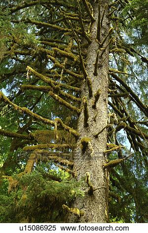 Olympic National Park, WA, Washington, Olympic Peninsula, Quinault Rain Forest, Maple Glade Nature Trail, Quinalt River Ranger Station View Large Photo Image Stock Photography - Olympic National Park, WA, Washington, Olympic Peninsula, Quinault Rain Forest, Maple Glade Nature Trail, Quinalt River Ranger Station. Fotosearch