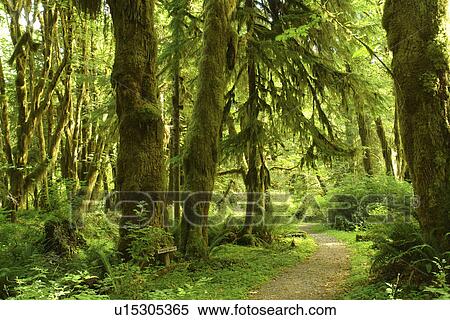 Olympic National Park, WA, Washington, Olympic Peninsula, Quinault Rain Forest, Maple Glade Nature Trail, Quinalt River Ranger Station View Large Photo Image Stock Photography - Olympic National Park, WA, Washington, Olympic Peninsula, Quinault Rain Forest, Maple Glade Nature Trail, Quinalt River Ranger Station. Fotosearch
