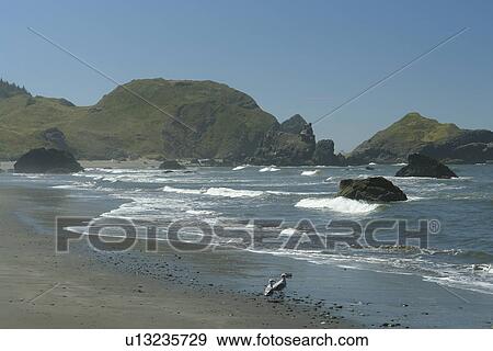 OR, Oregon, Pacific Ocean, Pacific Coast Scenic Byway, Rt Route, Highway 101, Samuel H. Boardman Scenic Corridor, Sea Stacks View Large Photo Image Stock Photo - OR, Oregon, Pacific Ocean, Pacific Coast Scenic Byway, Rt Route, Highway 101, Samuel H. Boardman Scenic Corridor, Sea Stacks. Fotosearch