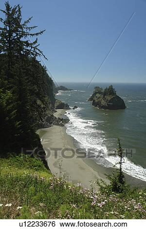 OR, Oregon, Pacific Ocean, Pacific Coast Scenic Byway, Rt Route, Highway 101, Samuel H. Boardman Scenic Corridor, Sea Stacks View Large Photo Image Stock Photograph - OR, Oregon, Pacific Ocean, Pacific Coast Scenic Byway, Rt Route, Highway 101, Samuel H. Boardman Scenic Corridor, Sea Stacks. Fotosearch