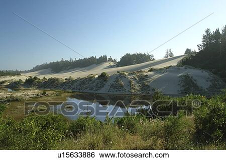 Oregon Dunes National Recreation Area, OR, Oregon, Pacific Ocean, Pacific Coast Scenic Byway, Rt Route, Highway 101, Siuslaw National Forest View Large Photo Image Stock Photograph - Oregon Dunes National Recreation Area, OR, Oregon, Pacific Ocean, Pacific Coast Scenic Byway, Rt Route, Highway 101, Siuslaw National Forest. Fotosearch