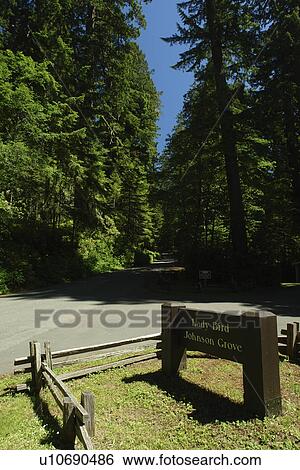 Stock Photograph -  Orick, CA, California, Redwood National and State Parks, Lady Bird Johnson Grove, entrance. Fotosearch