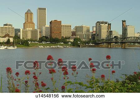 Portland, OR, Oregon, Willamette River, Hawthorne Lift Bridge, downtown, skyline View Large Photo Image Stock Photograph - Portland, OR, Oregon, Willamette River, Hawthorne Lift Bridge, downtown, skyline. Fotosearch