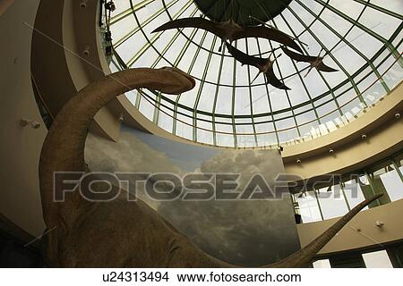 Raleigh, NC, North Carolina, North Carolina Museum of Natural Sciences View Large Photo Image Picture - Raleigh, NC, North Carolina, North Carolina Museum of Natural Sciences. Fotosearch