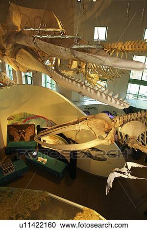 Raleigh, NC, North Carolina, North Carolina Museum of Natural Sciences View Large Photo Image Stock Image - Raleigh, NC, North Carolina, North Carolina Museum of Natural Sciences. Fotosearch