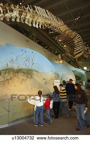 Stock Image -  Raleigh, NC, North Carolina, North Carolina Museum of Natural Sciences. Fotosearch