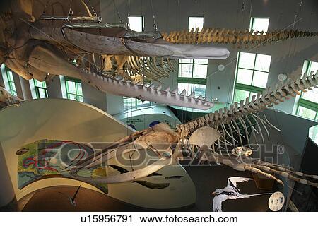 Raleigh, NC, North Carolina, North Carolina Museum of Natural Sciences View Large Photo Image Stock Image - Raleigh, NC, North Carolina, North Carolina Museum of Natural Sciences. Fotosearch