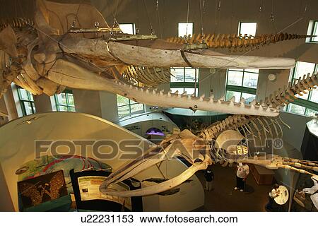 Raleigh, NC, North Carolina, North Carolina Museum of Natural Sciences View Large Photo Image Stock Image - Raleigh, NC, North Carolina, North Carolina Museum of Natural Sciences. Fotosearch