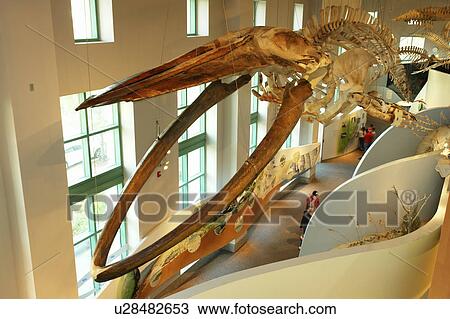Stock Image -  Raleigh, NC, North Carolina, North Carolina Museum of Natural Sciences. Fotosearch