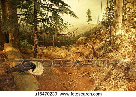 Stock Photo -  Raleigh, NC, North Carolina, North Carolina Museum of Natural Sciences. Fotosearch