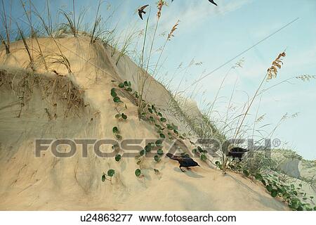 Raleigh, NC, North Carolina, North Carolina Museum of Natural Sciences, beach exhibit, sand dunes View Large Photo Image Stock Photo - Raleigh, NC, North Carolina, North Carolina Museum of Natural Sciences, beach exhibit, sand dunes. Fotosearch