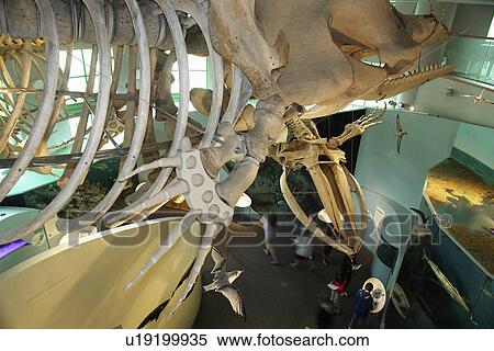 Raleigh, NC, North Carolina, North Carolina Museum of Natural Sciences View Large Photo Image Stock Photography - Raleigh, NC, North Carolina, North Carolina Museum of Natural Sciences. Fotosearch