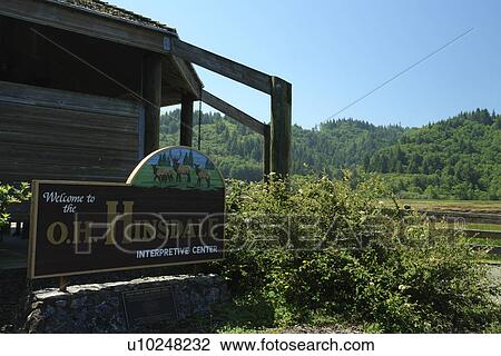 Stock Image -  Reedsport, OR, Oregon, Pacific Ocean, Pacific Coast Scenic Byway, Rt Route, Highway 101, O. H. Hinsdale Interpretive Center, Dean Creek Elk Viewing Area. Fotosearch